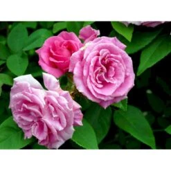 'Zéphirine Drouhin' Rosa Bourboniana 'Zéphirine Drouhin' (Bourbonrose) A-Kvalitet,- Barrods Roser Min. 3 Grene 6 'Zéphirine Drouhin' Rosa Bourboniana 'Zéphirine Drouhin' (Bourbonrose) A-Kvalitet,- Barrods Roser Min. 3 Grene -Plantetorvet fi5353 rosa zephirine drouhin ecc4