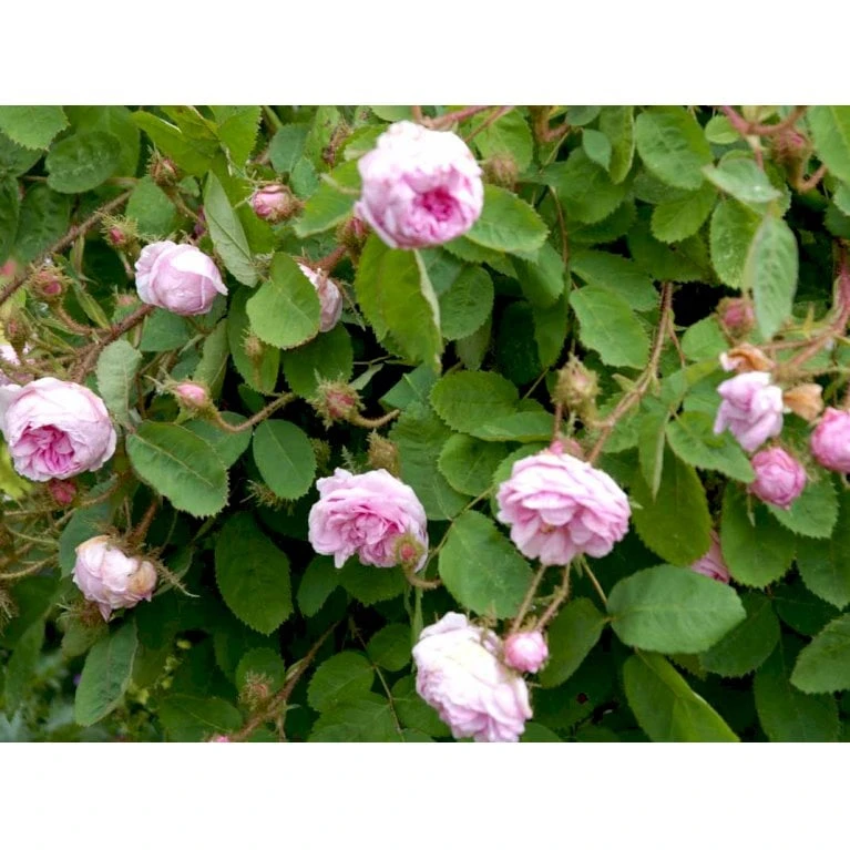 'Salet' Rosa Centifolia Muscosa 'Salet' (Mosrose) A-Kvalitet,- barrods roser min. 3 grene 'Salet' Rosa Centifolia Muscosa 'Salet' (Mosrose) A-Kvalitet,- Barrods Roser Min. 3 Grene -Plantetorvet fi5399 rosa centifolia muscosa 53ef