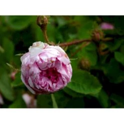 'Salet' Rosa Centifolia Muscosa 'Salet' (Mosrose) A-Kvalitet,- Barrods Roser Min. 3 Grene 6 'Salet' Rosa Centifolia Muscosa 'Salet' (Mosrose) A-Kvalitet,- Barrods Roser Min. 3 Grene -Plantetorvet fi5399 rosa centifolia muscosa d6dc