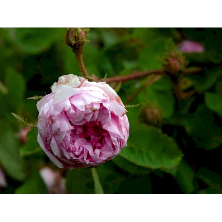'Salet' Rosa Centifolia Muscosa 'Salet' (Mosrose) A-Kvalitet,- barrods roser min. 3 grene 'Salet' Rosa Centifolia Muscosa 'Salet' (Mosrose) A-Kvalitet,- Barrods Roser Min. 3 Grene -Plantetorvet fi5399 rosa centifolia muscosa d6dc