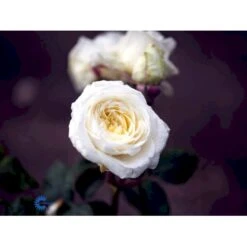 'Claus Dalby'™ Rosa X 'Claus Dalby'™ (Storblomstrende) A-Kvalitet,- Barrods Roser Min. 3 Grene -Plantetorvet fi5416 rosa claus dalby poulht009 n 70e4