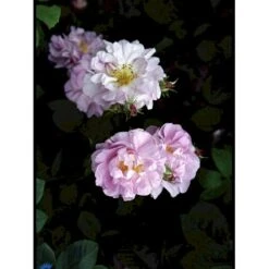 'Celsiana' Rosa Damascena 'Celsiana' (Damascenerrose) A-Kvalitet,- Barrods Roser Min. 3 Grene -Plantetorvet fi5419 rosa damascena celsiana adab