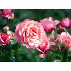 'Elaine Paige'™ Rosa X 'Elaine Paige'™ (Storblomstrende) A-Kvalitet,- Barrods Roser Min. 3 Grene 9 'Elaine Paige'™ Rosa X 'Elaine Paige'™ (Storblomstrende) A-Kvalitet,- Barrods Roser Min. 3 Grene -Plantetorvet fi5425 rosa elaine paige tm 0aee