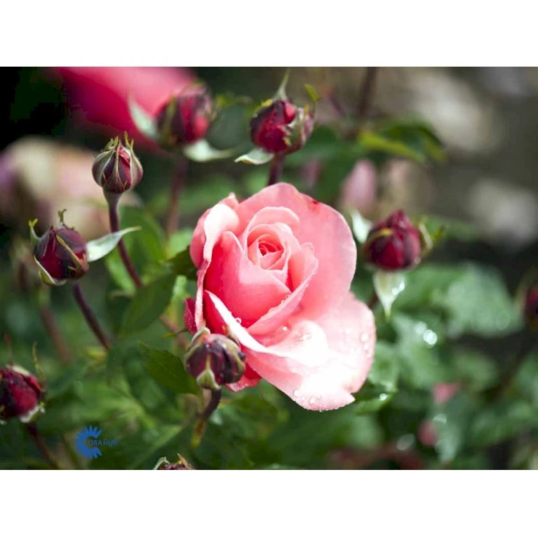 'Elaine Paige'™ Rosa X 'Elaine Paige'™ (Storblomstrende) A-Kvalitet,- barrods roser min. 3 grene 'Elaine Paige'™ Rosa X 'Elaine Paige'™ (Storblomstrende) A-Kvalitet,- Barrods Roser Min. 3 Grene -Plantetorvet fi5425 rosa elaine paige tm e95f