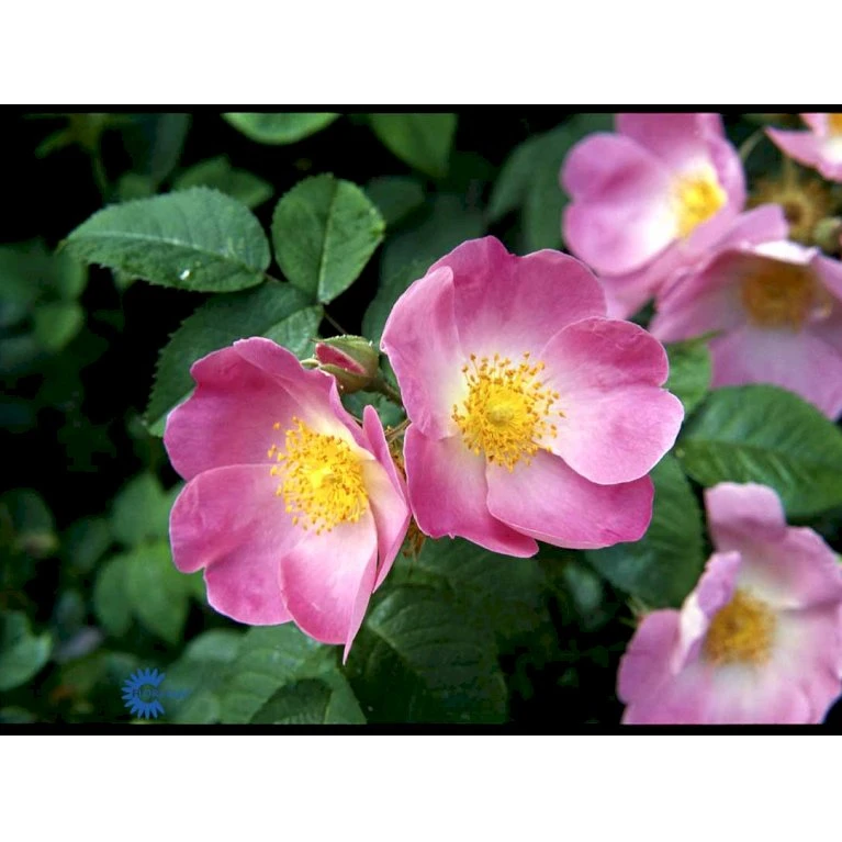 'Complicata' Rosa Gallica 'Complicata' (Gallicarose) A-Kvalitet,- barrods roser min. 3 grene 'Complicata' Rosa Gallica 'Complicata' (Gallicarose) A-Kvalitet,- Barrods Roser Min. 3 Grene -Plantetorvet fi5446 rosa gallica complicata 7689