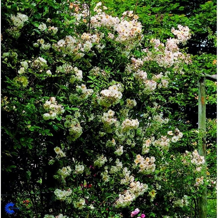 'Lykkefund' Rosa Helenae 'Lykkefund' (Slyngrose) A-Kvalitet,- barrods roser min. 3 grene 'Lykkefund' Rosa Helenae 'Lykkefund' (Slyngrose) A-Kvalitet,- Barrods Roser Min. 3 Grene -Plantetorvet fi5474 rosa helenae lykkefund 6426