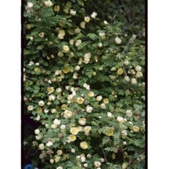 Gul Kinarose Rosa Hugonis (Hugo-rose) A-Kvalitet,- Barrods Roser Min. 3 Grene 5 Gul Kinarose Rosa Hugonis (Hugo-rose) A-Kvalitet,- Barrods Roser Min. 3 Grene -Plantetorvet fi5477 rosa hugonis 9c69