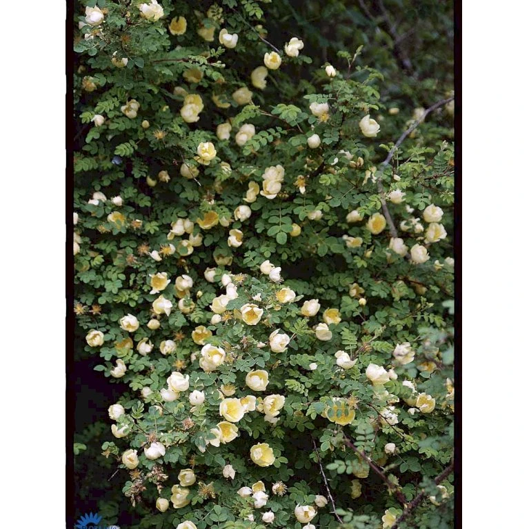 Gul Kinarose Rosa Hugonis (Hugo-rose) A-Kvalitet,- barrods roser min. 3 grene Gul Kinarose Rosa Hugonis (Hugo-rose) A-Kvalitet,- Barrods Roser Min. 3 Grene -Plantetorvet fi5477 rosa hugonis 9c69