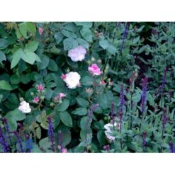 'Felicia' Rosa Moschata 'Felicia' (Moskusrose) A-Kvalitet,- Barrods Roser Min. 3 Grene -Plantetorvet fi5492 rosa moschata felicia f1a5