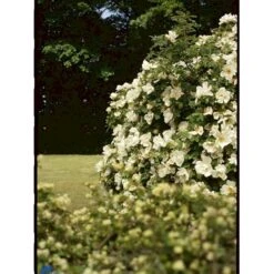 'Nevada' Rosa Moyesii 'Nevada' (Mandarinrose) A-Kvalitet,- Barrods Roser Min. 3 Grene -Plantetorvet fi5507 rosa moyesii nevada 985d