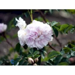 'Stanwell Perpetual' Rosa Pimpinellifolia 'Stanwell Perpetual' (Klitrose) A-Kvalitet,- Barrods Roser Min. 3 Grene -Plantetorvet fi5526 rosa pimpinell stanwell perpetual 8942