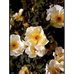 'Aicha' Rosa Pimpinellifolia 'Aicha' (Klitrose) A-Kvalitet,- Barrods Roser Min. 3 Grene 7 'Aicha' Rosa Pimpinellifolia 'Aicha' (Klitrose) A-Kvalitet,- Barrods Roser Min. 3 Grene -Plantetorvet fi5527 rosa pimpinellifolia aicha b489