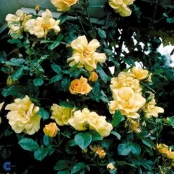 'Maigold'® Rosa Pimpinellifolia 'Maigold'® (Klitrose) A-Kvalitet,- Barrods Roser Min. 3 Grene -Plantetorvet fi5534 rosa pimpinellifolia maigold 8735