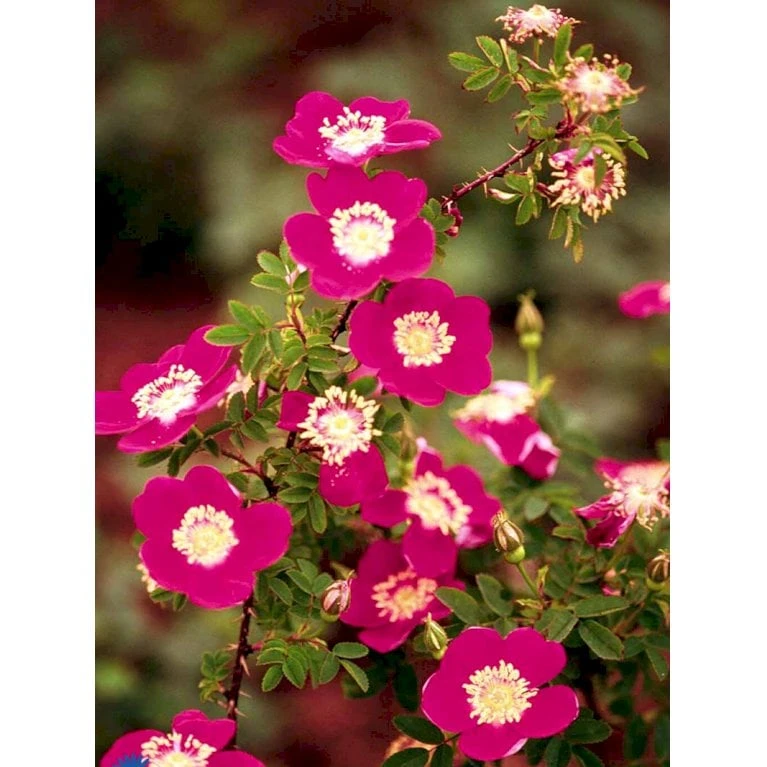 'Single Cherry' Rosa Pimpinellifolia 'Single Cherry' (Klitrose) A-Kvalitet,- barrods roser min. 3 grene 'Single Cherry' Rosa Pimpinellifolia 'Single Cherry' (Klitrose) A-Kvalitet,- Barrods Roser Min. 3 Grene -Plantetorvet fi5540 rosa pimpinellifolia single cherry 4da6