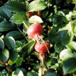 Rynket Rose 'Fru Dagmar Hastrup' Rosa Rugosa 'Fru Dagmar Hastrup' A-Kvalitet,- Barrods Roser Min. 3 Grene -Plantetorvet fi5562 rosa rugosa dagmar hastrup adce