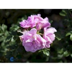 Rynket Rose 'Jens Munk' Rosa Rugosa 'Jens Munk' A-Kvalitet,- Barrods Roser Min. 3 Grene 5 Rynket Rose 'Jens Munk' Rosa Rugosa 'Jens Munk' A-Kvalitet,- Barrods Roser Min. 3 Grene -Plantetorvet fi5568 rosa rugosa jens munk c1c1