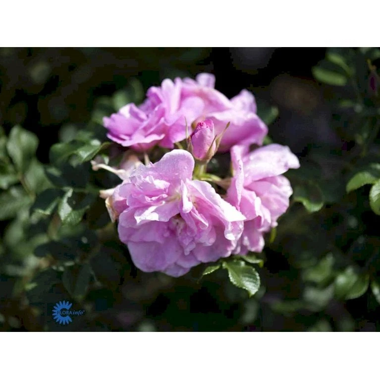 Rynket Rose 'Jens Munk' Rosa Rugosa 'Jens Munk' A-Kvalitet,- barrods roser min. 3 grene Rynket Rose 'Jens Munk' Rosa Rugosa 'Jens Munk' A-Kvalitet,- Barrods Roser Min. 3 Grene -Plantetorvet fi5568 rosa rugosa jens munk c1c1