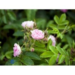 Rynket Rose 'Pink Grootendorst' Rosa Rugosa 'Pink Grootendorst' A-Kvalitet,- Barrods Roser Min. 3 Grene -Plantetorvet fi5575 rosa rugosa pink grootendorst 149c