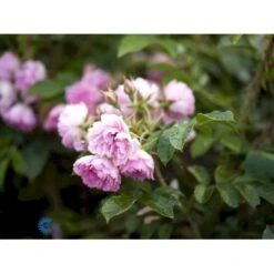 Rynket Rose 'Pink Grootendorst' Rosa Rugosa 'Pink Grootendorst' A-Kvalitet,- Barrods Roser Min. 3 Grene -Plantetorvet fi5575 rosa rugosa pink grootendorst 6c5b