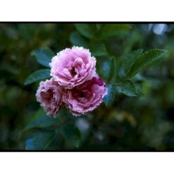 Rynket Rose 'Pink Grootendorst' Rosa Rugosa 'Pink Grootendorst' A-Kvalitet,- Barrods Roser Min. 3 Grene -Plantetorvet fi5575 rosa rugosa pink grootendorst 767c