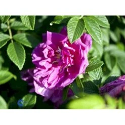 Rynket Rose 'Roseraie De L'Hay' Rosa Rugosa 'Roseraie De L'Hay' A-Kvalitet,- Barrods Roser Min. 3 Grene 4 Rynket Rose 'Roseraie De L'Hay' Rosa Rugosa 'Roseraie De L'Hay' A-Kvalitet,- Barrods Roser Min. 3 Grene -Plantetorvet fi5579 rosa rugosa roseraie de l hay 64a8