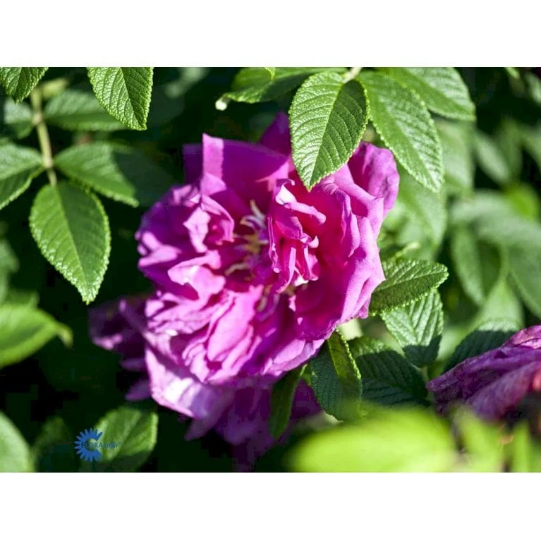 Rynket Rose 'Roseraie De L'Hay' Rosa Rugosa 'Roseraie De L'Hay' A-Kvalitet,- barrods roser min. 3 grene Rynket Rose 'Roseraie De L'Hay' Rosa Rugosa 'Roseraie De L'Hay' A-Kvalitet,- Barrods Roser Min. 3 Grene -Plantetorvet fi5579 rosa rugosa roseraie de l hay 64a8
