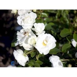 'Weisse Wolke'® Rosa X 'Weisse Wolke'® (Buketrose) A-Kvalitet,- Barrods Roser Min. 3 Grene -Plantetorvet fi5587 rosa rugosa weisse wolke 61d4