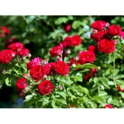 'Chevy Chase' Rosa Soyieana 'Chevy Chase' (Slyngrose) A-Kvalitet,- Barrods Roser Min. 3 Grene 7 'Chevy Chase' Rosa Soyieana 'Chevy Chase' (Slyngrose) A-Kvalitet,- Barrods Roser Min. 3 Grene -Plantetorvet fi5595 rosa soyieana chevy chase 0355