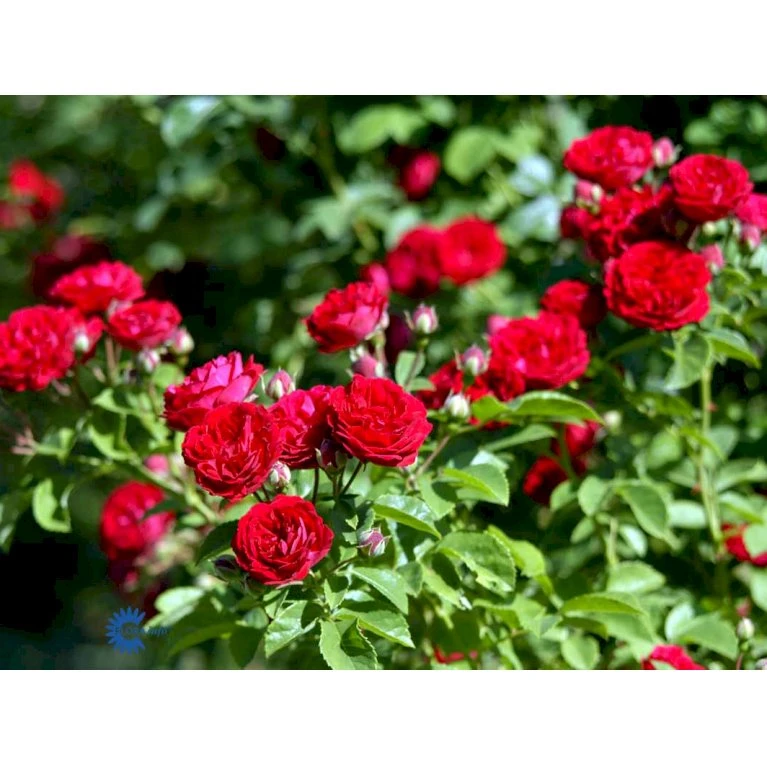 'Chevy Chase' Rosa Soyieana 'Chevy Chase' (Slyngrose) A-Kvalitet,- barrods roser min. 3 grene 'Chevy Chase' Rosa Soyieana 'Chevy Chase' (Slyngrose) A-Kvalitet,- Barrods Roser Min. 3 Grene -Plantetorvet fi5595 rosa soyieana chevy chase 0355