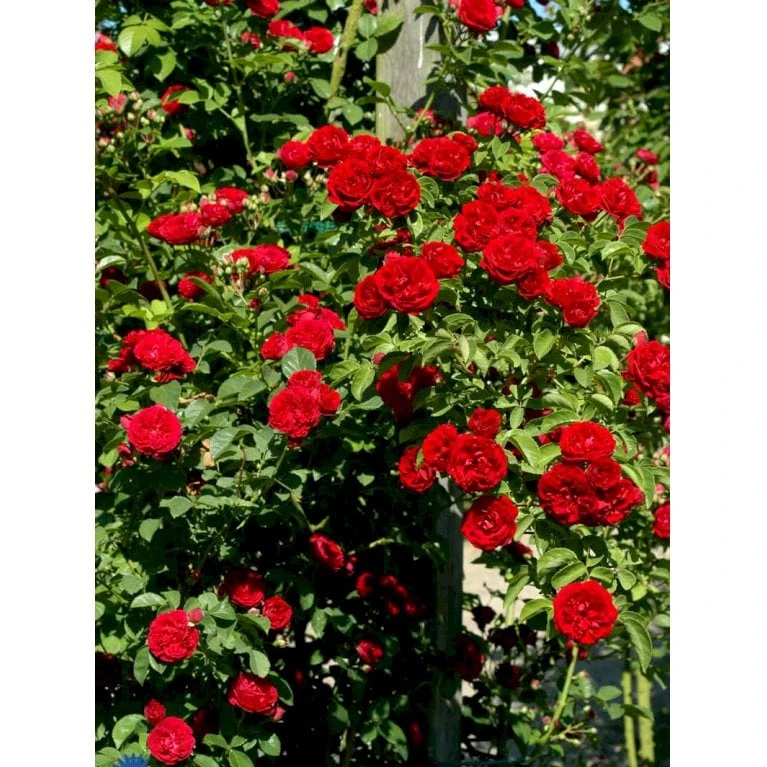 'Chevy Chase' Rosa Soyieana 'Chevy Chase' (Slyngrose) A-Kvalitet,- barrods roser min. 3 grene 'Chevy Chase' Rosa Soyieana 'Chevy Chase' (Slyngrose) A-Kvalitet,- Barrods Roser Min. 3 Grene -Plantetorvet fi5595 rosa soyieana chevy chase 9910