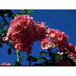 'Albertine' Rosa Wichuraiana 'Albertine' (Slyngrose) A-Kvalitet,- Barrods Roser Min. 3 Grene -Plantetorvet fi5601 rosa wichuraiana alexandre girault 8f21