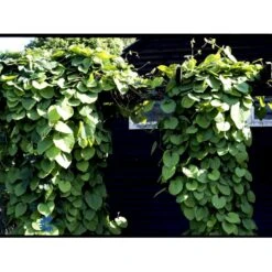 Tobakspibeplante Aristolochia Macrophylla Potte 5,0 Liter,- Opbundet 100-150 Cm. 6 Tobakspibeplante Aristolochia Macrophylla Potte 5,0 Liter,- Opbundet 100-150 Cm. -Plantetorvet fi5626 aristolochia macrophylla 2789