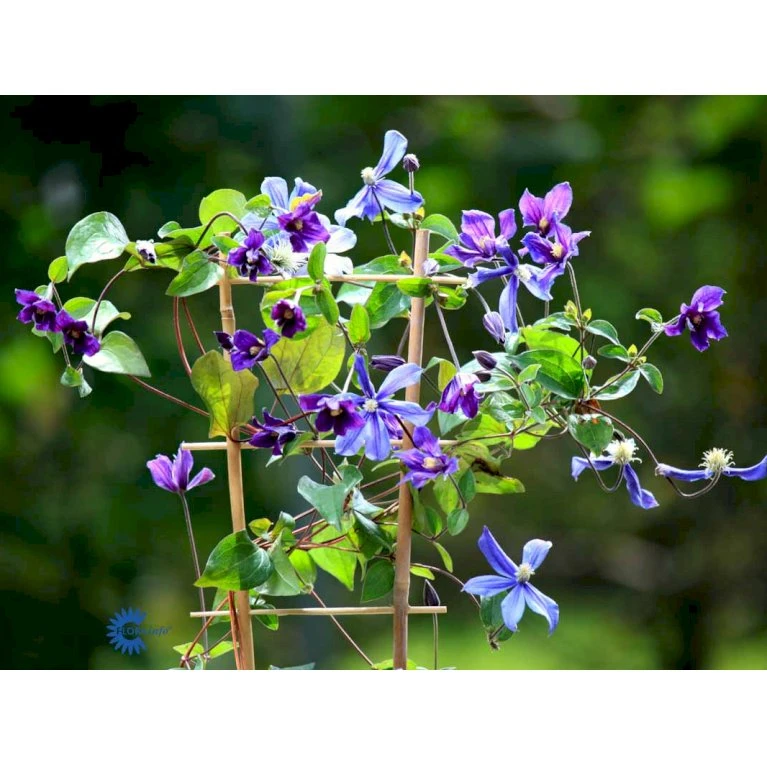 Staudeklematis 'Arabella' Clematis Integrifolia 'Arabella' Potte 2,0 liter,- Opbundet Staudeklematis 'Arabella' Clematis Integrifolia 'Arabella' Potte 2,0 Liter,- Opbundet -Plantetorvet fi5642 clematis arabella 8d7b