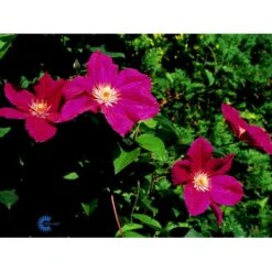 Klematis 'Ernest Markham' Clematis Hybrid 'Ernest Markham' Potte 2,0 Liter,- Opbundet -Plantetorvet fi5682 clematis ernest markham e104