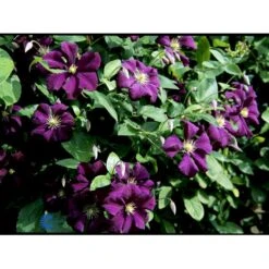 Italiensk Skovranke 'Etoile Violette' Clematis Viticella 'Etoile Violette' Potte 5,0 Liter,- Opbundet 100-150 Cm. 7 Italiensk Skovranke 'Etoile Violette' Clematis Viticella 'Etoile Violette' Potte 5,0 Liter,- Opbundet 100-150 Cm. -Plantetorvet fi5685 clematis etoile violette 9c74