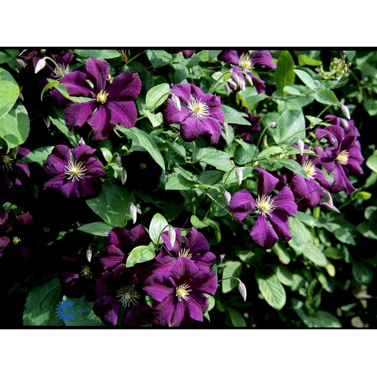 Italiensk Skovranke 'Etoile Violette' Clematis Viticella 'Etoile Violette' Potte 5,0 liter,- Opbundet 100-150 cm. Italiensk Skovranke 'Etoile Violette' Clematis Viticella 'Etoile Violette' Potte 5,0 Liter,- Opbundet 100-150 Cm. -Plantetorvet fi5685 clematis etoile violette 9c74