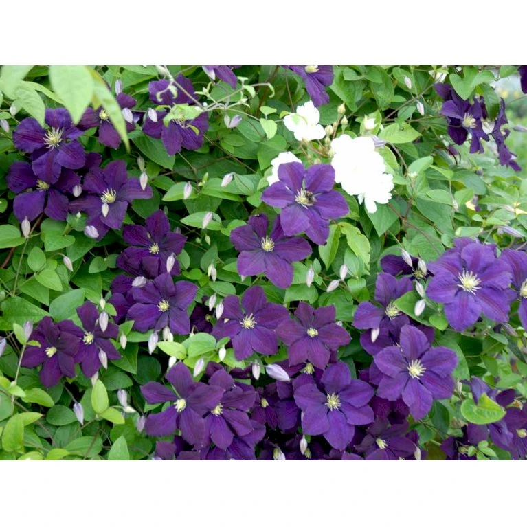 Italiensk Skovranke 'Etoile Violette' Clematis Viticella 'Etoile Violette' Potte 5,0 liter,- Opbundet 100-150 cm. Italiensk Skovranke 'Etoile Violette' Clematis Viticella 'Etoile Violette' Potte 5,0 Liter,- Opbundet 100-150 Cm. -Plantetorvet fi5685 clematis etoile violette dfcd