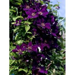 Klematis 'Gipsy Queen' Clematis Hybrid 'Gipsy Queen' Potte 2,0 Liter,- Opbundet 60-100 Cm -Plantetorvet fi5697 clematis gipsy queen 7c62