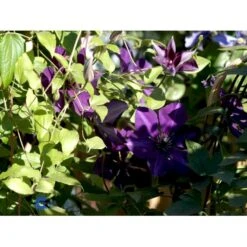 Klematis 'Gipsy Queen' Clematis Hybrid 'Gipsy Queen' Potte 2,0 Liter,- Opbundet 60-100 Cm -Plantetorvet fi5697 clematis gipsy queen 824d