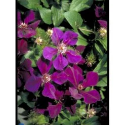 Klematis 'Gipsy Queen' Clematis Hybrid 'Gipsy Queen' Potte 2,0 Liter,- Opbundet 60-100 Cm -Plantetorvet fi5697 clematis gipsy queen f02e