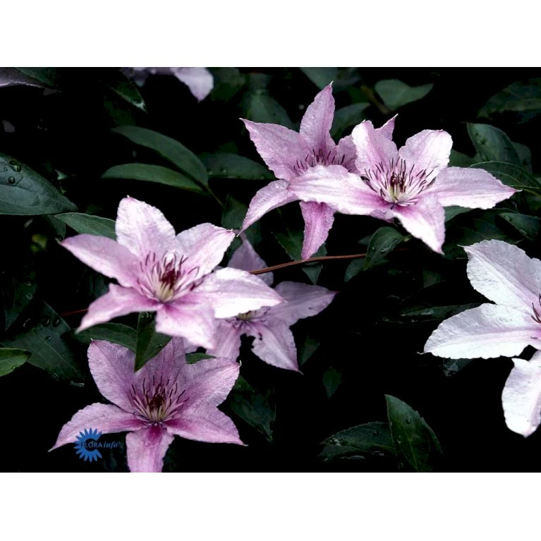 Klematis 'Hagley Hybrid' Clematis Hybrid 'Hagley Hybrid' Potte 2,0 liter,- Opbundet Klematis 'Hagley Hybrid' Clematis Hybrid 'Hagley Hybrid' Potte 2,0 Liter,- Opbundet -Plantetorvet fi5703 clematis hagley hybrid 48c6