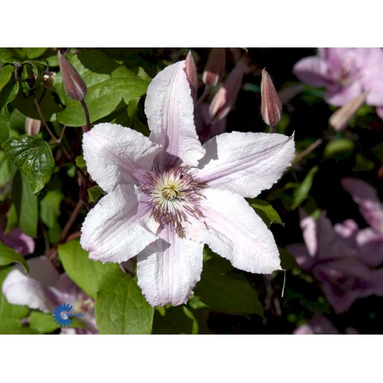 Klematis 'Hagley Hybrid' Clematis Hybrid 'Hagley Hybrid' Potte 2,0 liter,- Opbundet Klematis 'Hagley Hybrid' Clematis Hybrid 'Hagley Hybrid' Potte 2,0 Liter,- Opbundet -Plantetorvet fi5703 clematis hagley hybrid 9385
