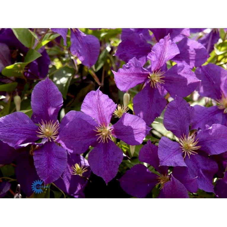 Klematis 'Jackmanii' Clematis Hybrid 'Jackmanii' Potte 2,0 liter,- Opbundet Klematis 'Jackmanii' Clematis Hybrid 'Jackmanii' Potte 2,0 Liter,- Opbundet -Plantetorvet fi5714 clematis jackmanii 1ee7