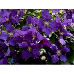 Klematis 'Jackmanii' Clematis Hybrid 'Jackmanii' Potte 2,0 Liter,- Opbundet 6 Klematis 'Jackmanii' Clematis Hybrid 'Jackmanii' Potte 2,0 Liter,- Opbundet -Plantetorvet fi5714 clematis jackmanii 24b3