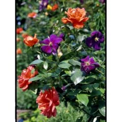 Klematis 'Jackmanii' Clematis Hybrid 'Jackmanii' Potte 2,0 Liter,- Opbundet 8 Klematis 'Jackmanii' Clematis Hybrid 'Jackmanii' Potte 2,0 Liter,- Opbundet -Plantetorvet fi5714 clematis jackmanii e5a8