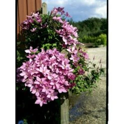 Klematis 'Margaret Hunt' Clematis Hybrid 'Margaret Hunt' Potte 2,0 Liter,- Opbundet 4 Klematis 'Margaret Hunt' Clematis Hybrid 'Margaret Hunt' Potte 2,0 Liter,- Opbundet -Plantetorvet fi5741 clematis margaret hunt 34c9