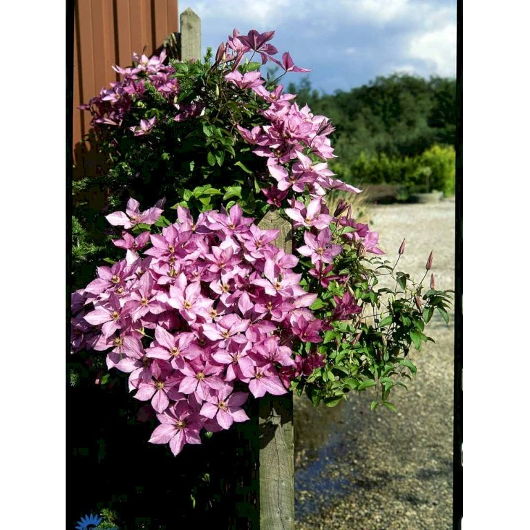 Klematis 'Margaret Hunt' Clematis Hybrid 'Margaret Hunt' Potte 2,0 liter,- Opbundet Klematis 'Margaret Hunt' Clematis Hybrid 'Margaret Hunt' Potte 2,0 Liter,- Opbundet -Plantetorvet fi5741 clematis margaret hunt 34c9