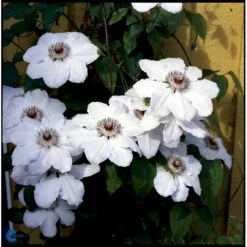 Klematis 'Miss Bateman' Clematis Hybrid 'Miss Bateman' Potte 2,0 Liter,- Opbundet -Plantetorvet fi5745 clematis miss bateman 35c1