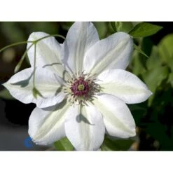 Klematis 'Miss Bateman' Clematis Hybrid 'Miss Bateman' Potte 2,0 Liter,- Opbundet -Plantetorvet fi5745 clematis miss bateman e7b0