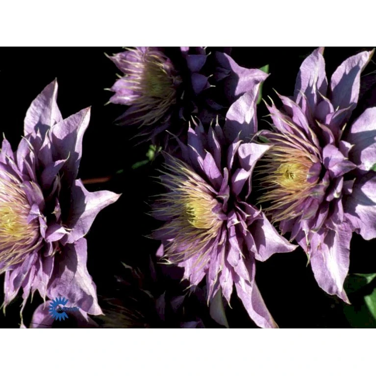 Klematis 'Multi Blue' Clematis Hybrid 'Multi Blue' Potte 2,0 liter,- Opbundet Klematis 'Multi Blue' Clematis Hybrid 'Multi Blue' Potte 2,0 Liter,- Opbundet -Plantetorvet fi5751 clematis multi blue 221a